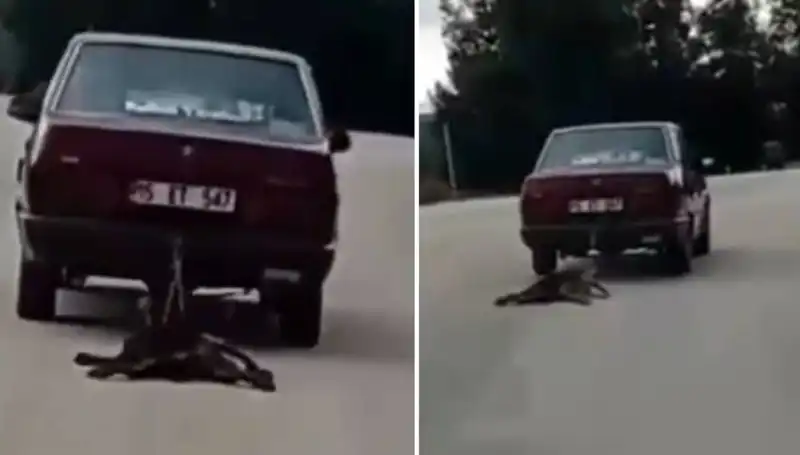 Otomobilin Arkasında Sürüklenen Köpek: Duygusal Anlar Ve Tepkiler