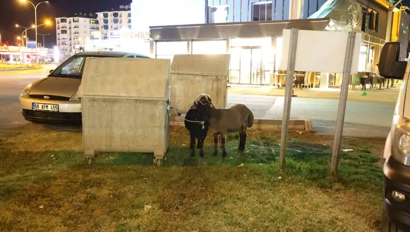 Mor Karaman Koyunları Efsanesi: Yolda Terk Edilmiş Hayvanlar Ne Olacak?