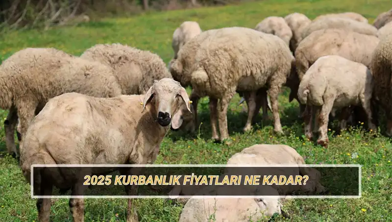 2025 Kurbanlık Fiyatları: Büyükbaş ve Küçükbaş Kurban Ne Kadar Olacak?