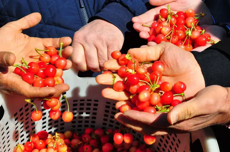 İlk Hasat Heyecanı: Bu Yılın Eşsiz Ürünü Kilosu 3.500’den Satışa Sunuldu