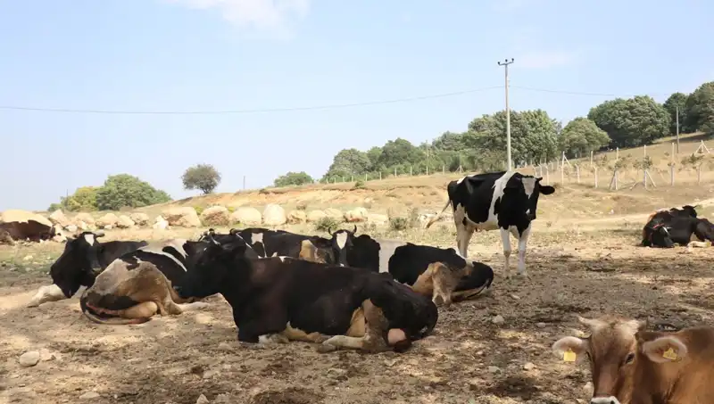 Şap Hastalığı Tehdidi: 22 Köyde Giriş-Çıkış Kısıtlaması