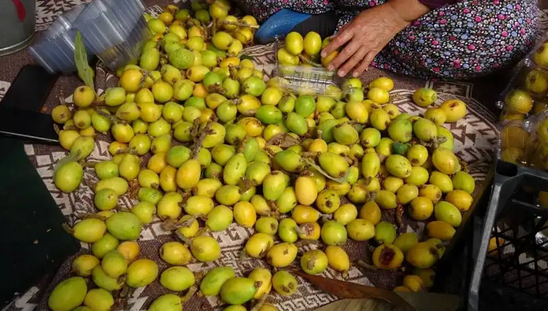 Muşmula Hasadı Başladı: Üreticinin Yüzü Gülüyor, Kilosu 150 TL!