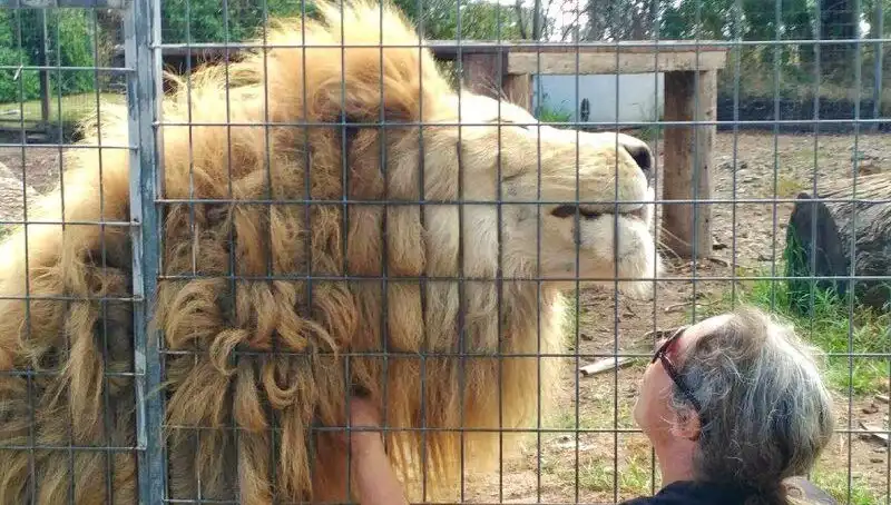 Avustralya'da Aslan Saldırısı! Kafes İçinden Kadının Kolunu Kapıp Kaçtı