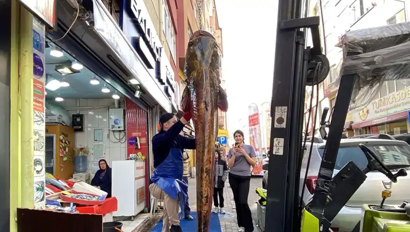 Meriç Nehri'nden Çıkan Akvaryum Canavarı: Tam 3 Metre!