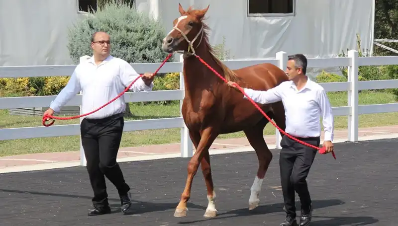 Taşkın Kral'ın Rekoru ile Türkiye'de Yeni Bir Dönem Başlıyor!
