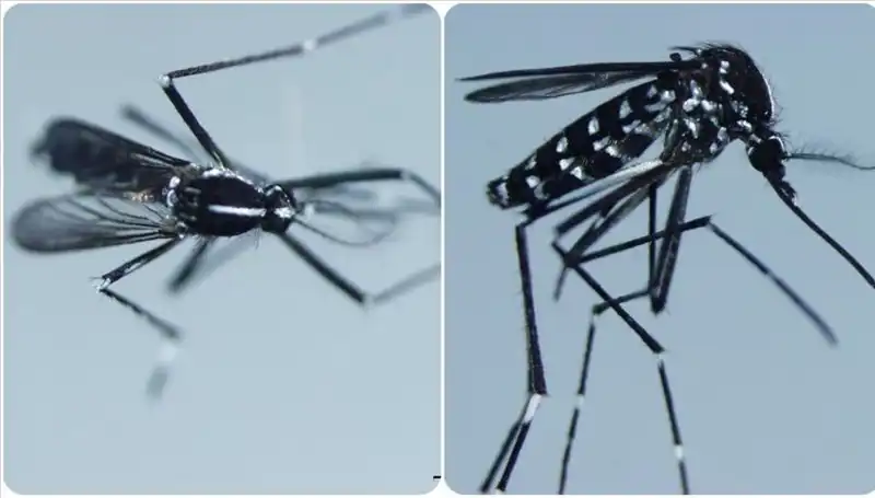 Chikungunya Virüsü Nedir? Belirtileri ve Etkilediği Ülkelerde Son Durum