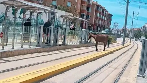 Eskişehir Tramvay Raylarında Başına Bir Atla Karşılaşanlar Şaşırdı!
