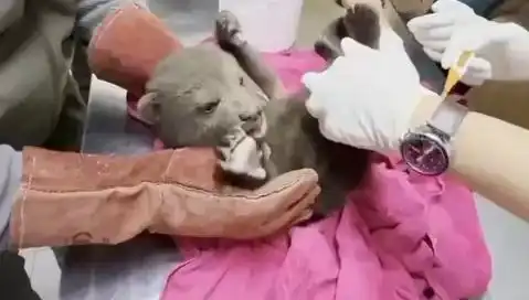 Karabük Ormanlarında Yavru Bozayı Keşfi: Doğa Koruma İçin Yeni Bir Umut