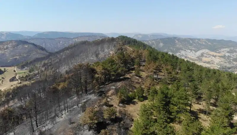 Bolu’da Çevre İçin Tarihi Adım: 5 Milyon Fidan Toprakla Buluşuyor!