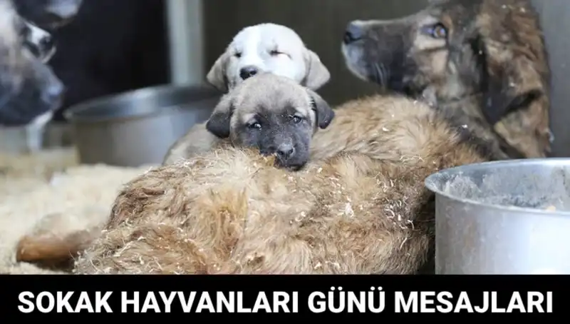 Dünya Sokak Hayvanları Günü: Unutmayın, Onların Sesine Kulak Verin!
