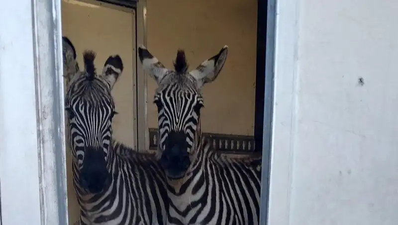 Sınırda Durdurulan Minibüsten Hayvan Trafiği: 2 Zebra, 6 Maymun ve Daha Fazlası