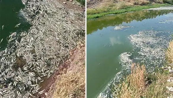 Karasu Çayı'nda Balık Ölümleri: Doğa ve Sağlık Tehdidi mi?