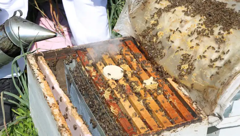 Ata Mesleği Arıcılığı Sürdüren Genç, Yurt Dışına Bal Siparişleri Alıyor