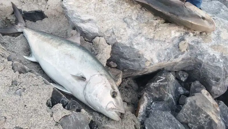 Oltayla Yakaladığı 65 Kiloluk Balığı 18 Bin TL'ye Satınca Şok Oldu