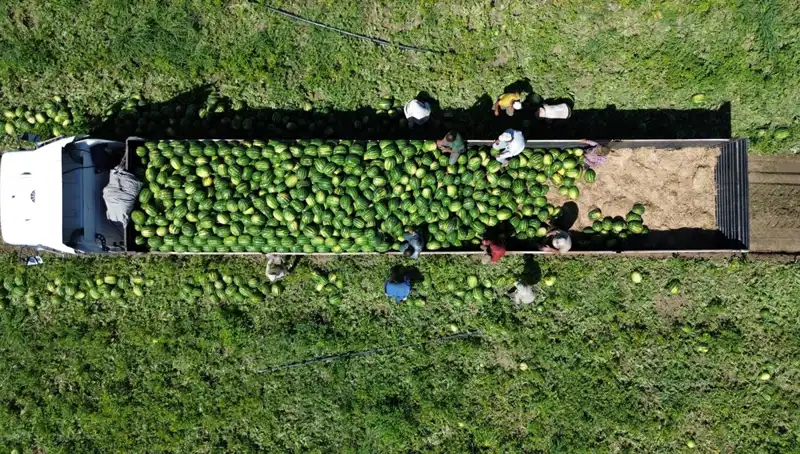Bafra Ovası'nda Karpuz Hasadı Yükselişte: 94 Bin 500 Ton Bekleniyor